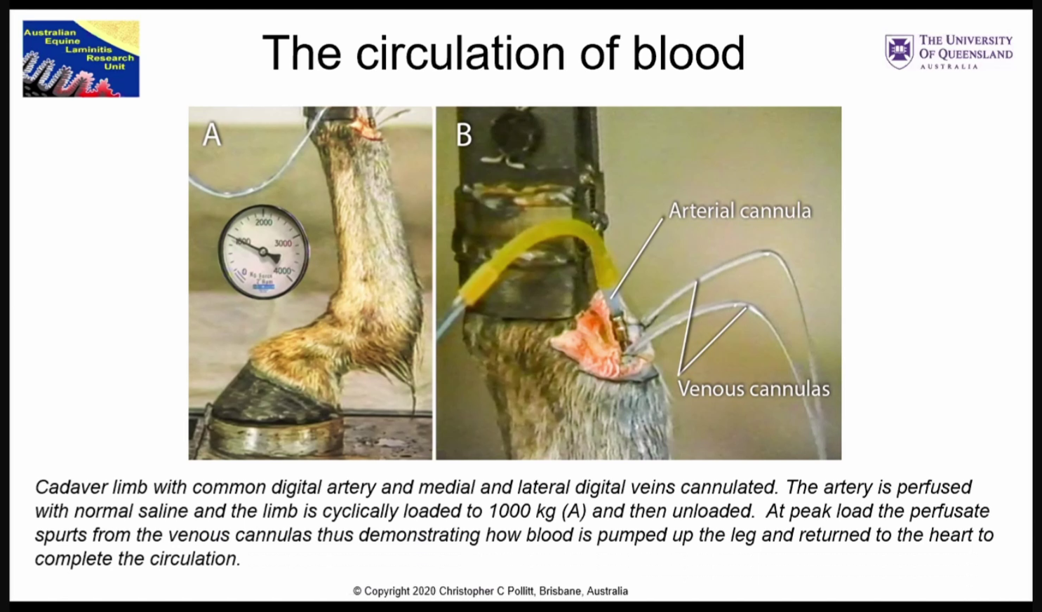 Pollit Hufmechanismus Versuchsaufbau Versuchsaufbau Pollit Hufmechanismus